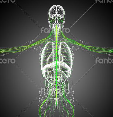 3d render medical illustration of the nerve system