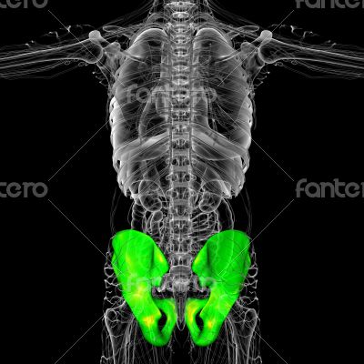 3D medical illustration of the pelvis bone