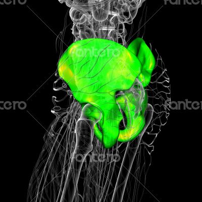 3D medical illustration of the pelvis bone