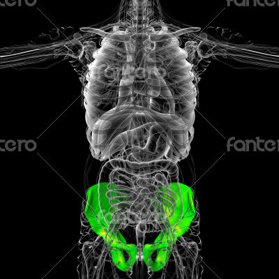 3D medical illustration of the pelvis bone