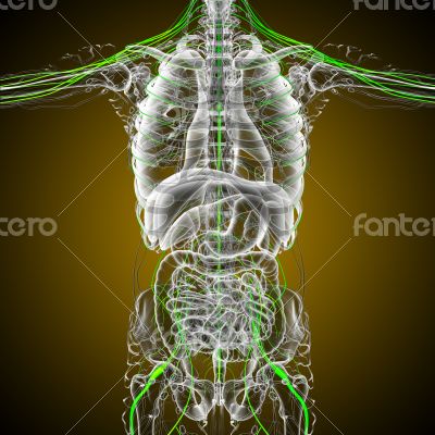 3d render medical illustration of the nerve system