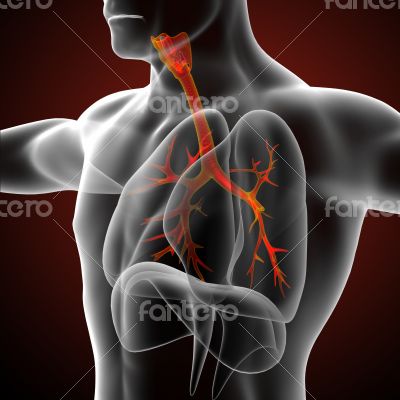 3D medical illustration of the male bronchi 