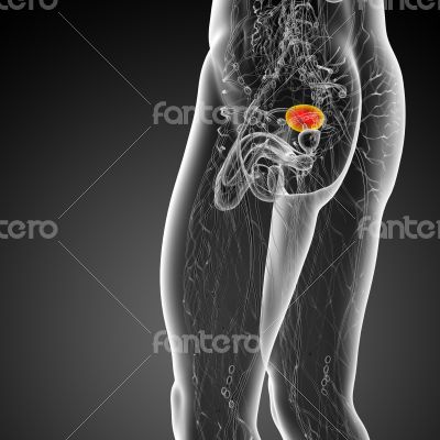 3d render medical illustration of the bladder 