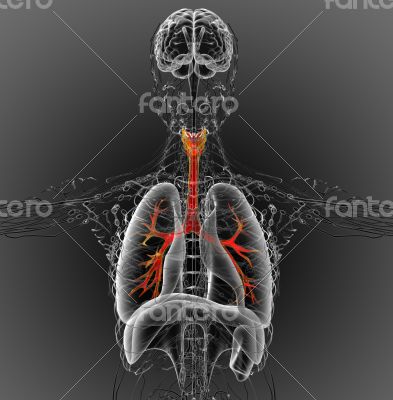 3D medical illustration of the male bronchi 