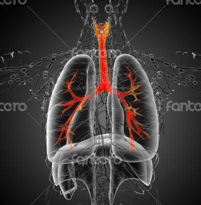 3D medical illustration of the male bronchi 