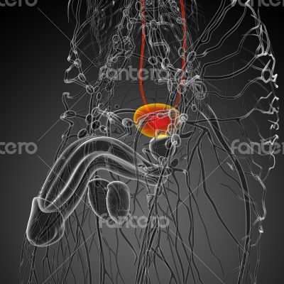 3d render medical illustration of the bladder 