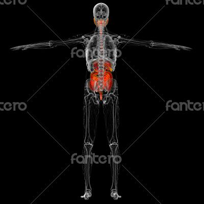 uman digestive system 