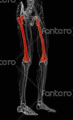 3d render medical illustration of the femur bone