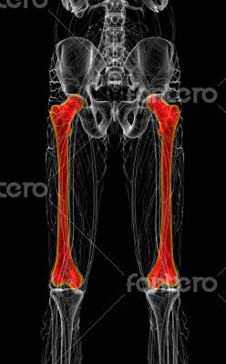 3d render medical illustration of the femur bone