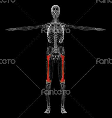 3d render medical illustration of the femur bone