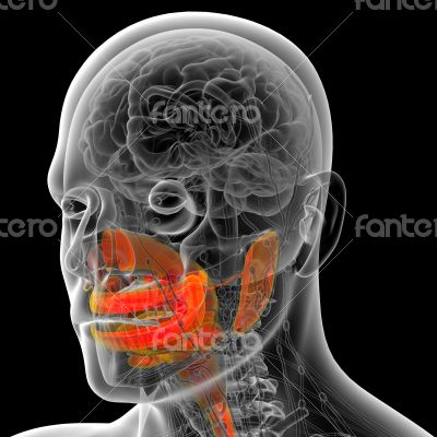 human digestive system 