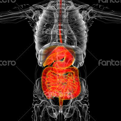 human digestive system 