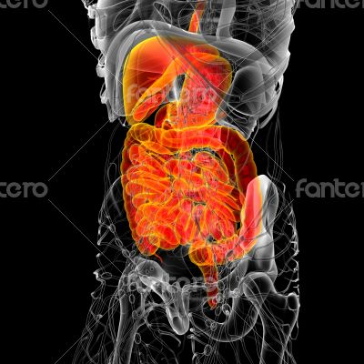  human digestive system 