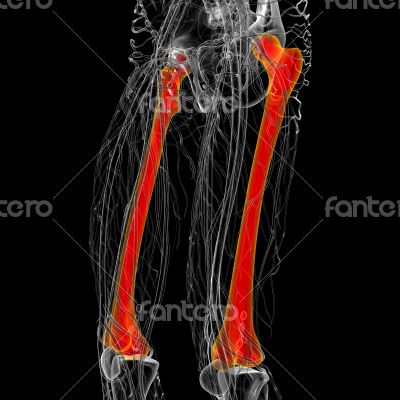 3d render medical illustration of the femur bone