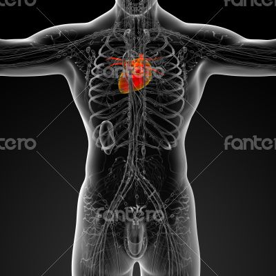 3d render medical illustration of the human heart 