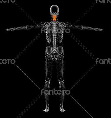 3d render medical illustration of the neck bone
