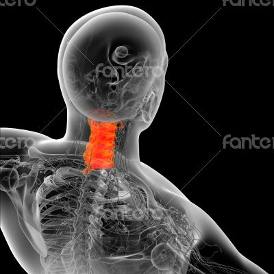 3d render medical illustration of the neck bone