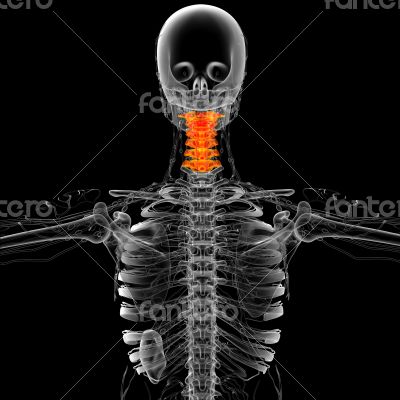 3d render medical illustration of the neck bone