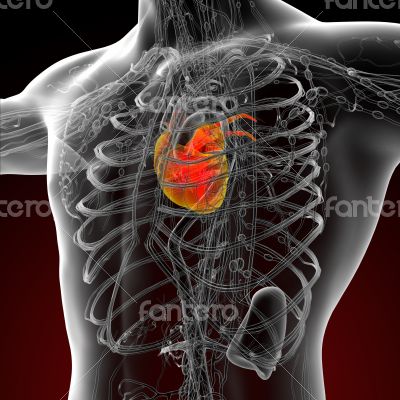 3d render medical illustration of the human heart 