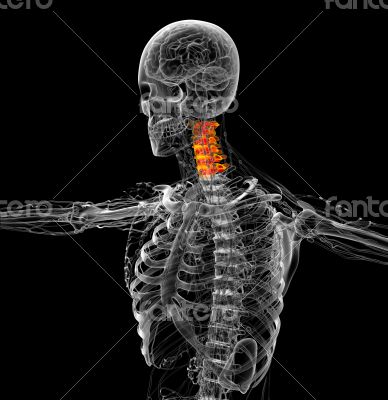 3d render medical illustration of the neck bone