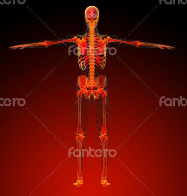 human skeleton 