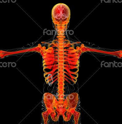 human skeleton human skeleton