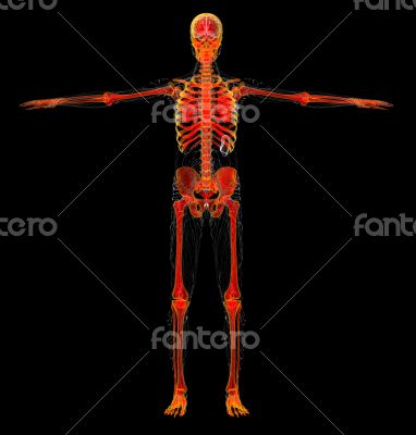 human skeleton 
