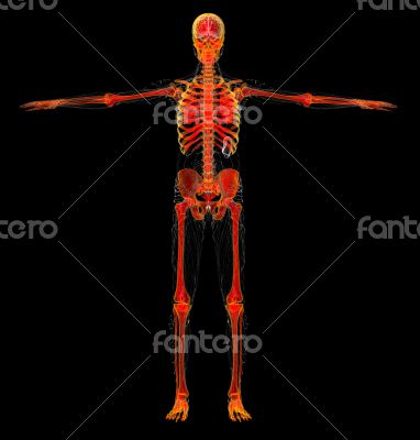 human skeleton human skeleton