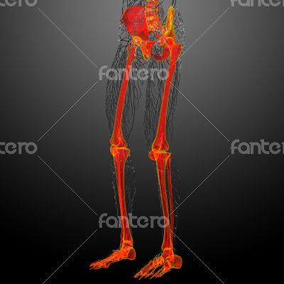 human skeleton human skeleton