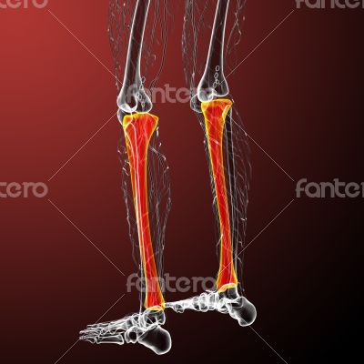 3d render medical illustration of the tibia bone 