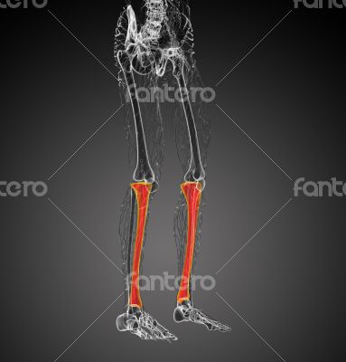 3d render medical illustration of the tibia bone 