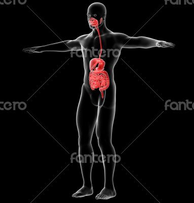  human digestive system
