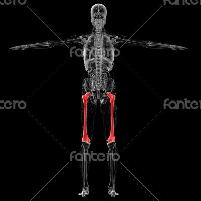 femur bone femur bone