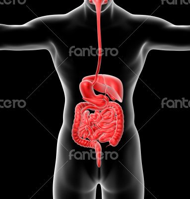 human digestive system