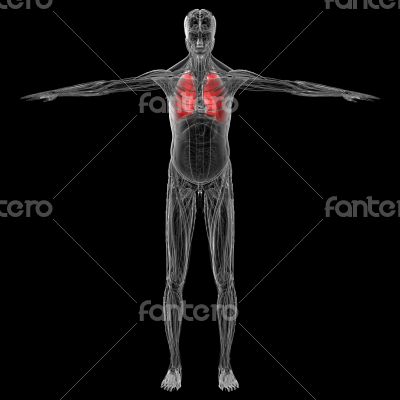 3D medical illustration of the human lung