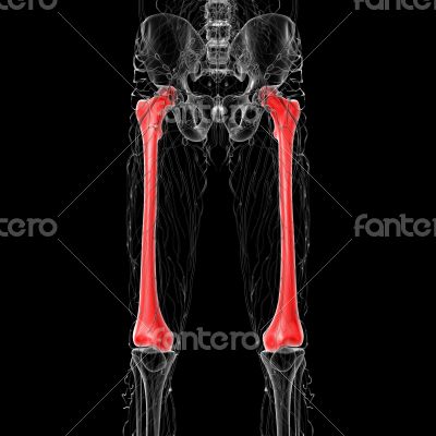 3d render medical illustration of the femur bone