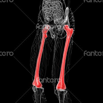 3d render medical illustration of the femur bone 3d render medical illustration of the femur bone