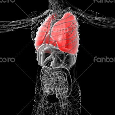 3D medical illustration of the human lung