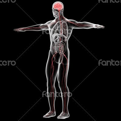 nervous system nervous system