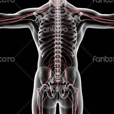 nervous system nervous system