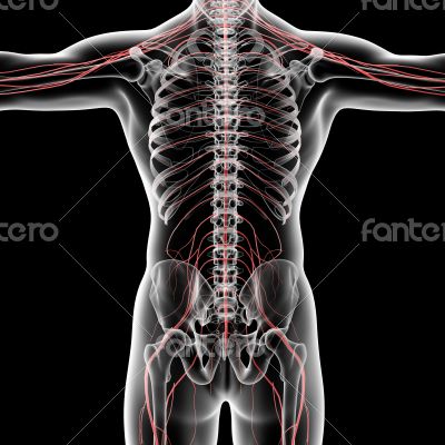 nervous system