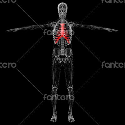 sternum and cartilage sternum and cartilage
