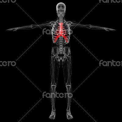 sternum and cartilage