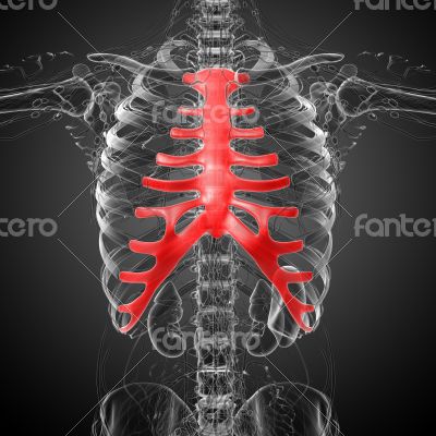  sternum and cartilage