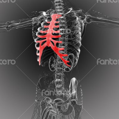sternum and cartilage