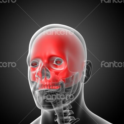 3d render medical illustration of the upper skull 