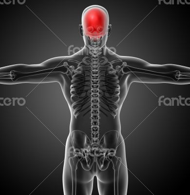 3d render medical illustration of the upper skull 