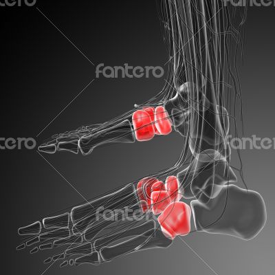 midfoot bone 