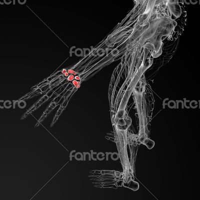 carpal bones
