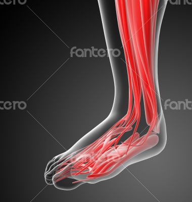 3d render medical illustration of the human foot 